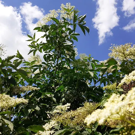 Ehemalige Revierfoersterei 